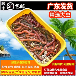 沙蚕 活饵包邮顺丰海钓海蜈蚣红虫青虫船钓滩涂钓矶钓万能鱼饵