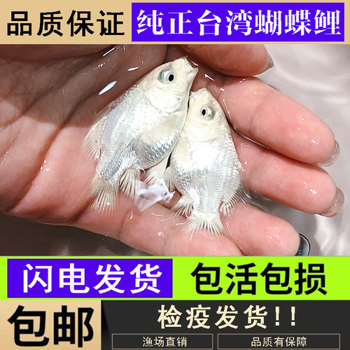 台湾蝴蝶鲤观赏鱼石膏白冷水鱼短身贵妃球体长尾锦鲤鱼苗活体金鱼