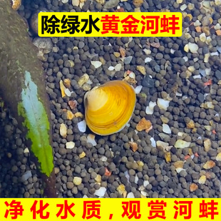 黄金观赏小河蚌河蚬净水鲜活螺淡水活物斑马苹果黑金刚贝壳苗活体