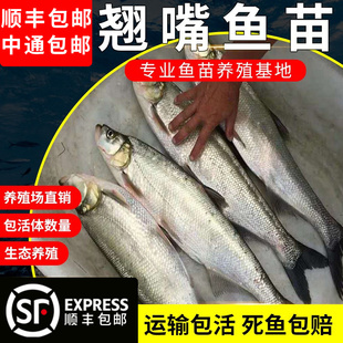 翘嘴鱼苗白鱼凶猛苗翘嘴红鲌苗淡水好养殖食用大米翘壳耐活批发