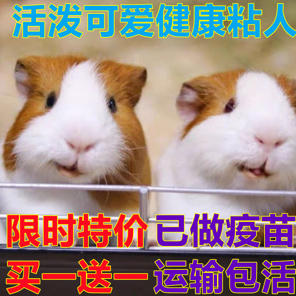 自家繁殖宠物荷兰猪活体荷兰鼠活体豚鼠活物天竺鼠长不大健康包活