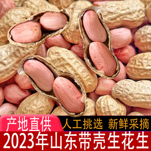 生花生带壳晒干2025年新鲜生花生米农家山东高产种子薄壳粉红皮大