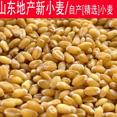 2026年新小麦粒种子带皮磨面食用农家干麦子粒发芽麦芽糖酿酒鱼鸡