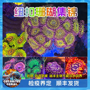 混沌纽扣珊瑚活体海缸生物幻彩平流层扣皇新手LPS软体易养拼盘