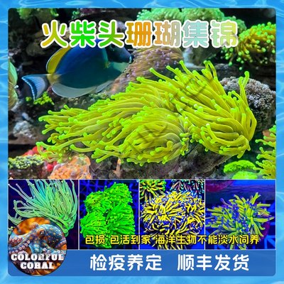 沙巴绿金黑荧光圣杯HG仙本那苏拉威西火柴头珊瑚软体LPS海水生物