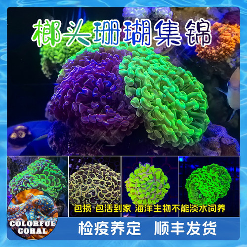 榔头珊瑚荧光绿双色玫瑰金猪腰海水活体生物软体针叶新手易养LPS