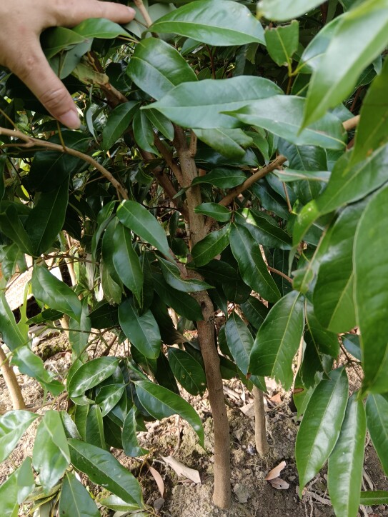 荔枝果树苗糯米糍嫁接果树苗盆栽地栽当年结果优质