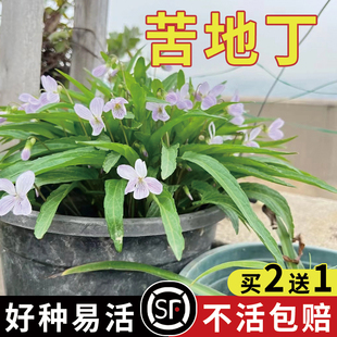 苦地丁种子耐寒地丁花紫堇地丁草二年生草本植物苦丁中草药材种籽