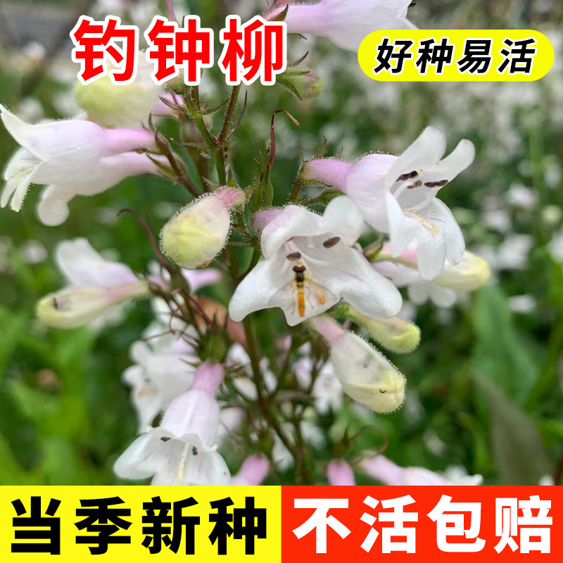 钓钟柳种子 吊钟柳花卉种子阳台草花种子耐寒景观花海花种子花籽