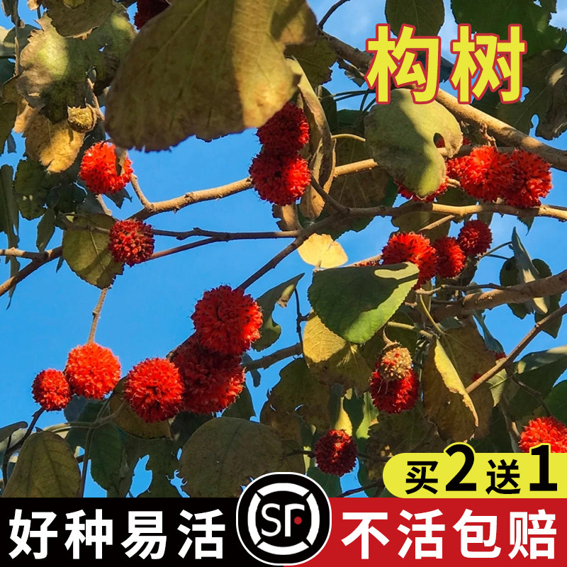构树种子 构桃树 构乳树 楮树 楮实子 沙纸树假杨梅 杂交构树种子