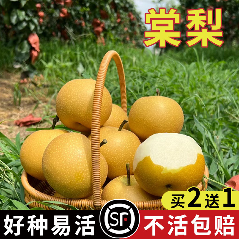 果树 杜梨种子 棠梨野生酸梨子 海棠梨 南方梨树种子