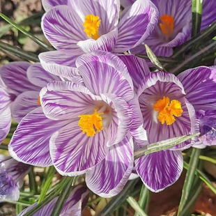 水培药用藏红花种球苗种子盆栽潘红华卉西红花阳台绿植物室内庭院