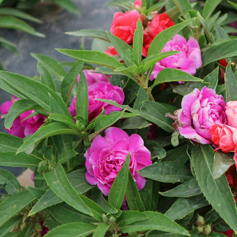 凤仙花种子茶花凤仙种子春播草花园林庭院花园四季种易活花籽