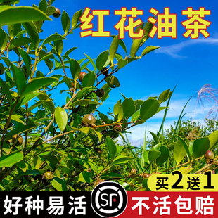 油茶种子 大果红花油茶种子 白花油茶 茶花山茶 茶树种子油茶树籽
