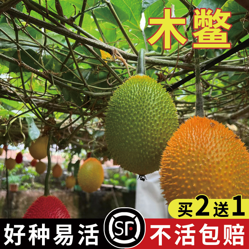 果树种子木鳖子种子木鳖果漏苓子臭屎瓜木憋子地桐子藤桐子四季播
