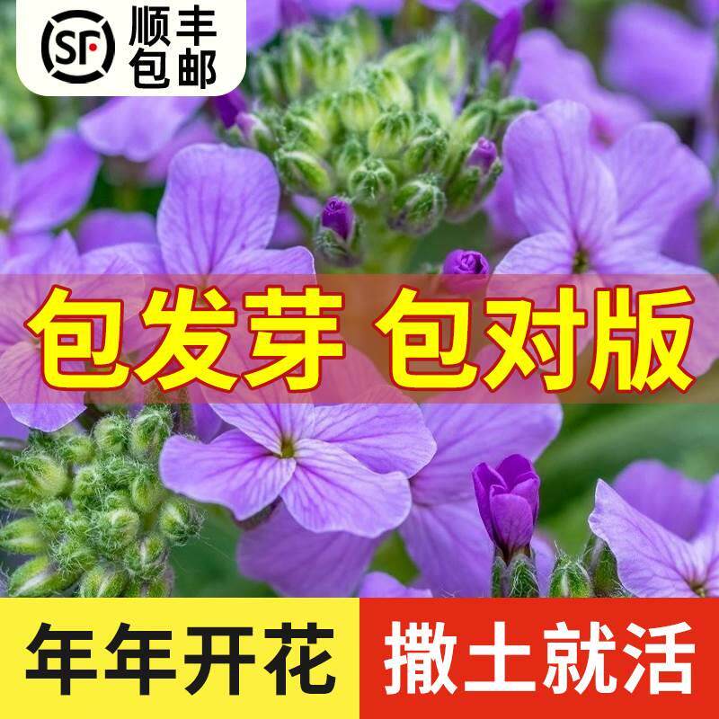 蓝香芥种子四季开花易种活的室内阳台绿植盆栽庭院花卉种子花籽