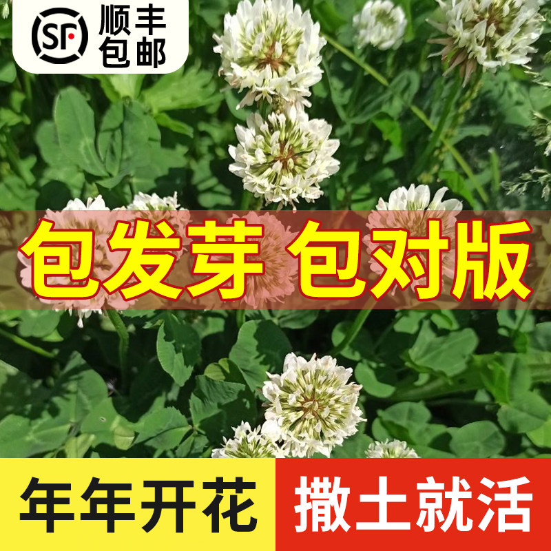 白三叶草种子红花绿化种子红三叶草种子净籽草种易活四季草坪种子
