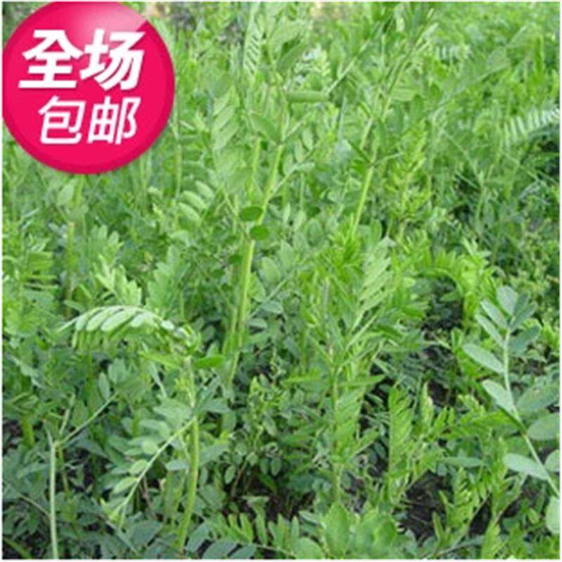 牧草种子 豆科优质沙打旺种子 麻豆秧沙地牧草种子
