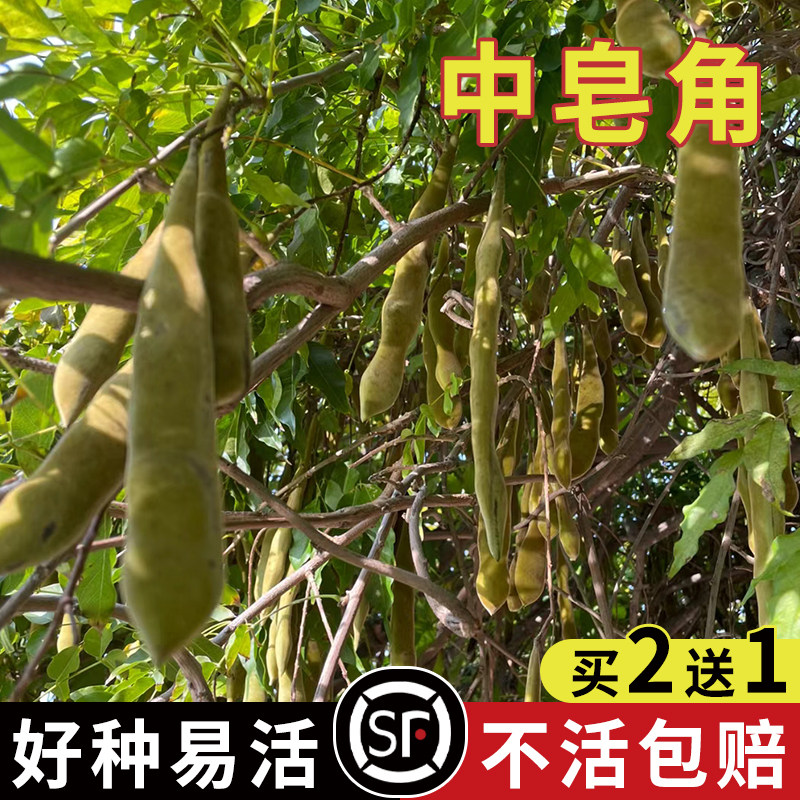 新采皂角种子中皂角大皂角刺树苗种子篱笆围栏皂荚皂角小皂角种子