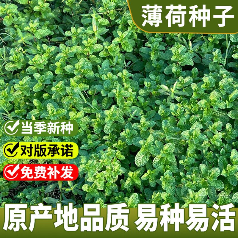 薄荷种子食用薄荷盆栽驱蚊四季开花易活香草籽室内花卉蔬菜种子