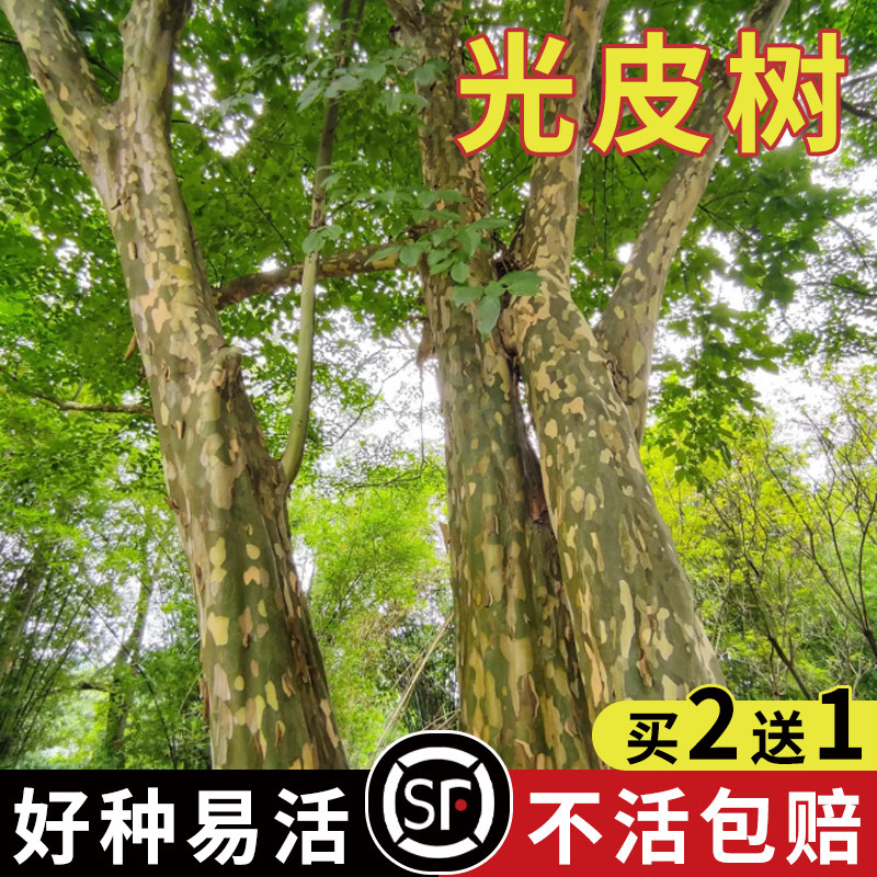 光皮梾木种子油料植物油脂食用绿肥绿化树斑皮抽水树光皮树种子籽