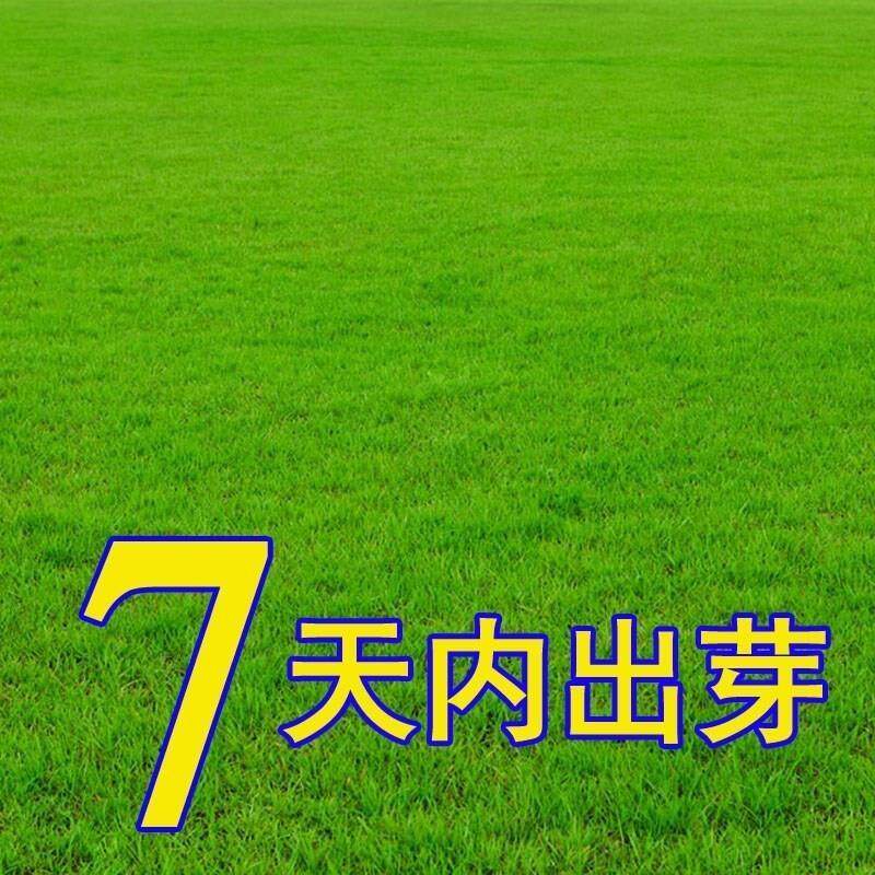 草坪草籽四季常青免修剪马尼拉护坡绿化草坪种子草皮狗牙根草种籽