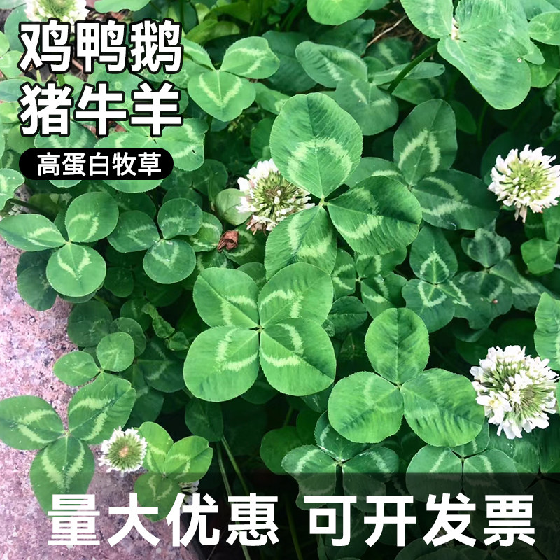 进口红白三叶草种子花籽四季青草坪牧草籽多年生易活果园绿肥植物