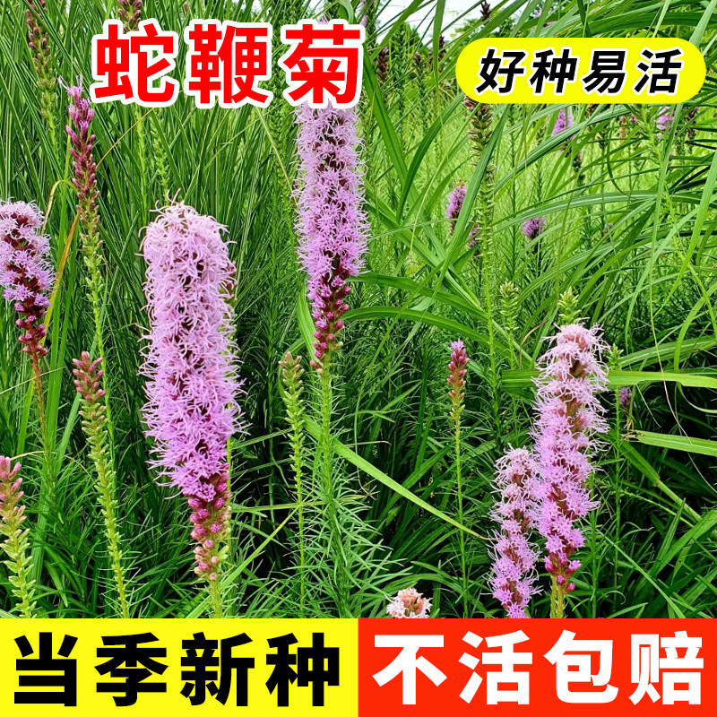 蛇鞭菊花种子春秋播种多年生庭院室内盆栽花籽路道紫色花卉种籽