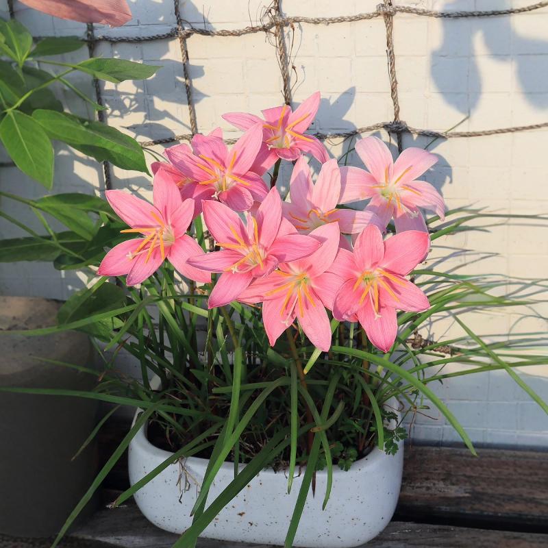风雨兰种球多年生绿化韭兰种球庭院阳台葱兰易活开花球根花卉盆栽