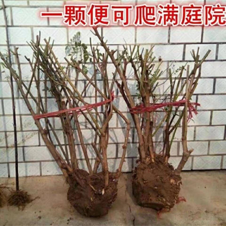 无刺蔷薇爬藤欧月大苗藤本月季花苗庭院花卉浓香型四季开花