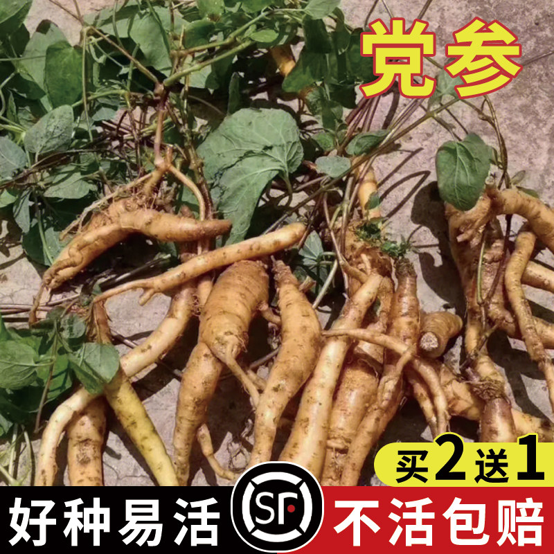 散装中草药材种子纯新党参种子 耐寒党参 药食两用防风党参春夏季