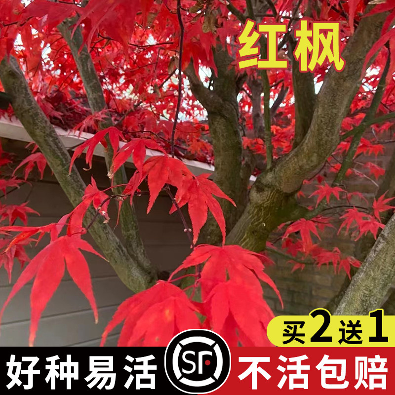 进口红枫种子绿植盆景室内外盆栽四季易种庭院观叶植物花树种子