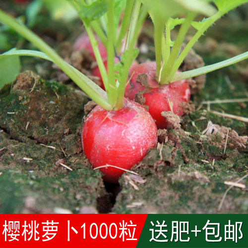 樱桃萝卜种子水果萝卜进口红皮水果小萝卜种子 阳台盆栽四季播种
