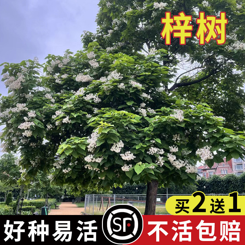 梓树种子 花楸 水桐 河楸 黄金树 臭槐树 梓实 梓白皮 辛树种子