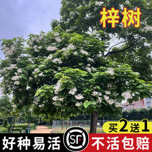 梓树种子 花楸 水桐 河楸 黄金树 臭槐树 梓实 梓白皮 辛树种子