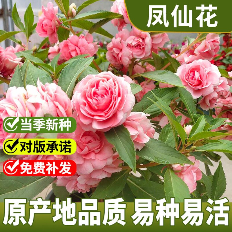 凤仙花种子重瓣茶花阳台盆栽室内学生实验四季易种花草指甲花种籽