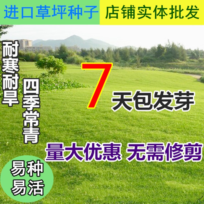 草坪草籽四季常青绿化草坪种子黑麦草种免修剪马尼拉护坡固土草皮