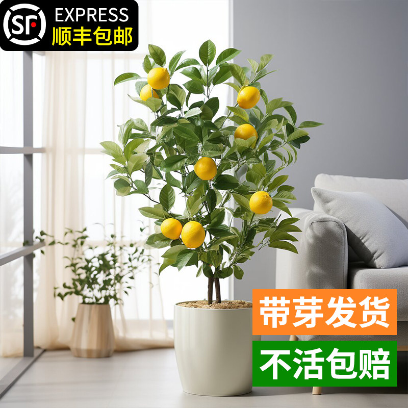 香水柠檬树苗水果盆栽可食用驱蚊浓香好养阳台四季花卉室内绿植物