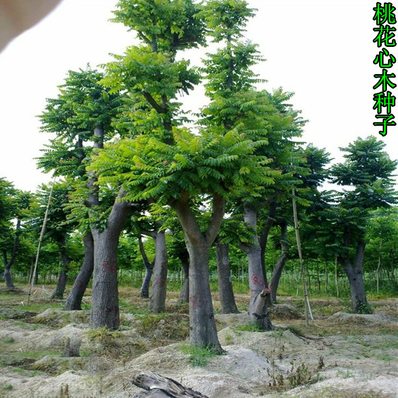 林木种子新采桃花心木种子 桃花芯木种子 榔色木种子南洋芯木种子