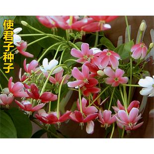 散装花卉药材使君子种子 留求子 史君子 五梭子 索子果冬均子种子