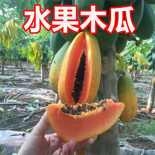 番木瓜种子甜瓜树种子红心木瓜种子红心牛奶木瓜籽树上熟薄皮多汁
