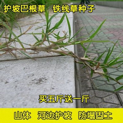 巴根草牛筋草种子铁线草护坡草籽爬地草狗牙根护坡种子防水土流失