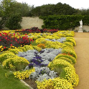委陵菜种子 四季易种地被花卉种子阳台庭院盆栽室内花籽景观花海