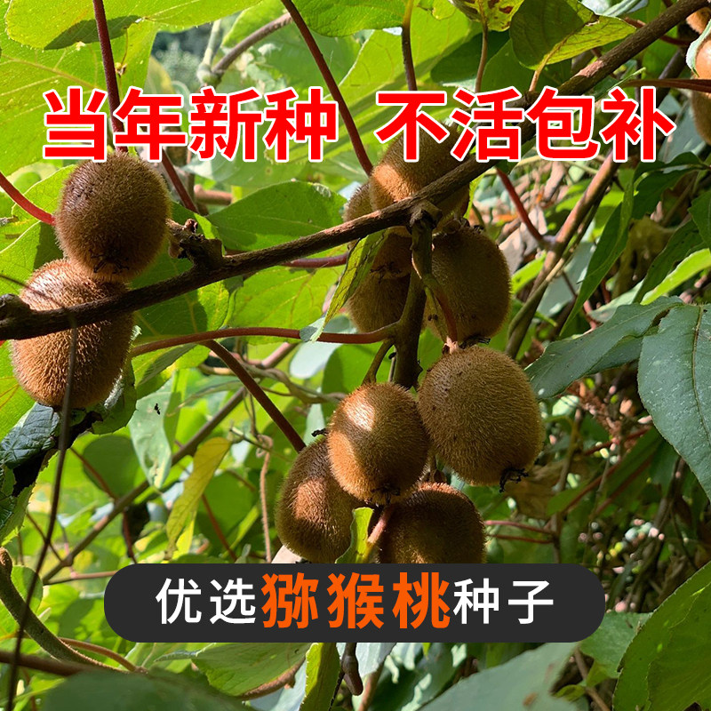 猕猴桃种子水果树南方种植猕猴桃树果树软枣子树种子弥猴桃
