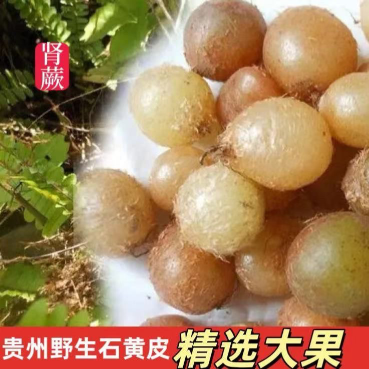 野生石黄皮肾蕨果化狗儿凤凰蛋马骝卵新鲜蜈蚣草石琵琶煲汤中药材