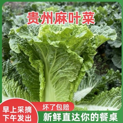 新鲜蔬菜农家自种大白菜麻叶火锅白菜青叶菜甜脆香菜