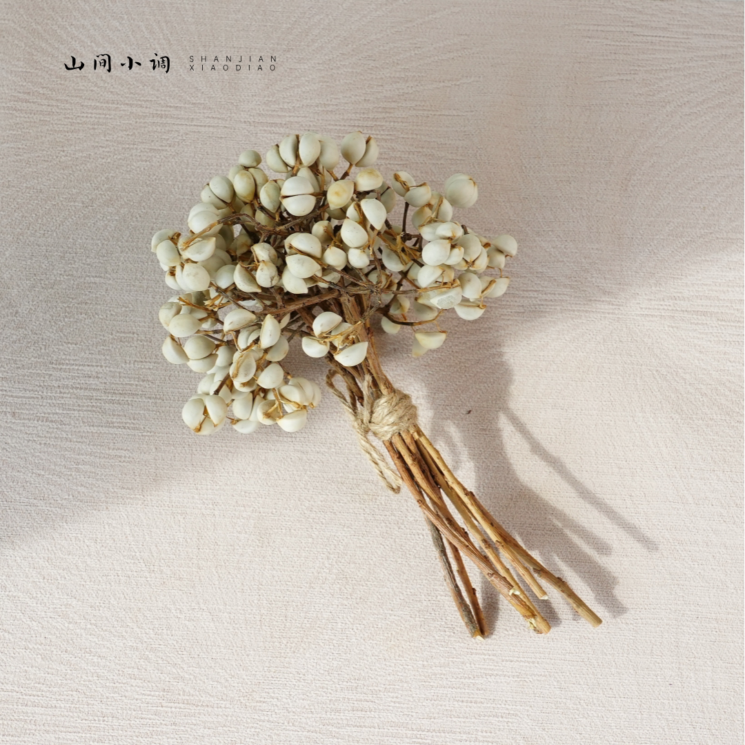 【小白果】天然干花永生花手工diy材料乌桕果小白豆长枝标本收集
