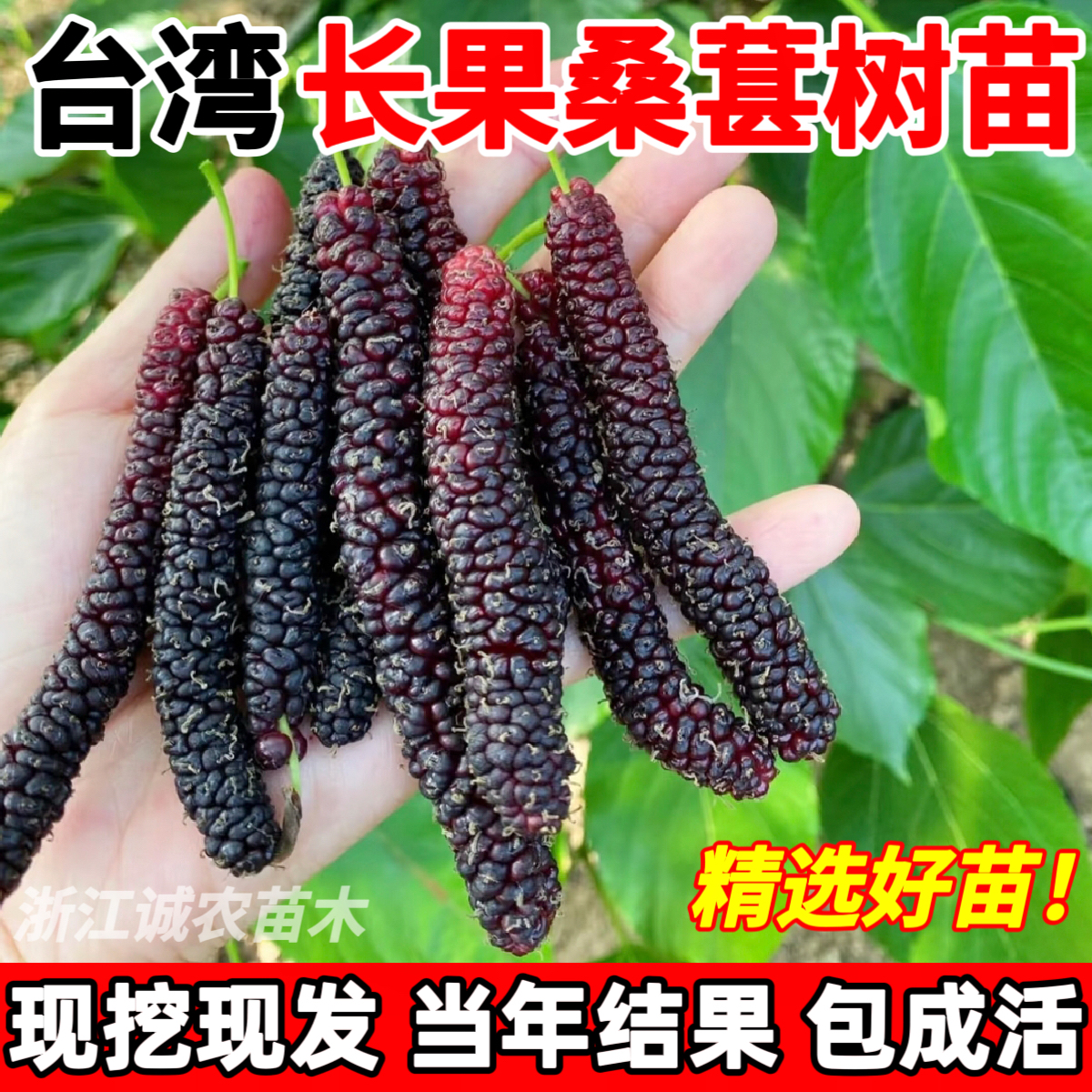 台湾长果桑苗四季桑葚树苗盆栽庭院地栽桑葚苗桑树活苗南北方种植