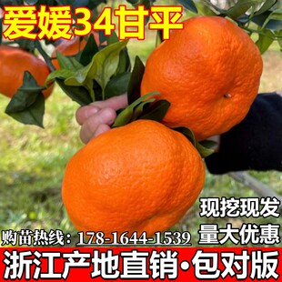 爱媛34号柑橘皇后嫁接甘平橘子果树苗大苗带果带土球庭院阳台种植