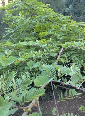 纯天然虎刺树阎王刺树霸王刺树鲜货枝叶